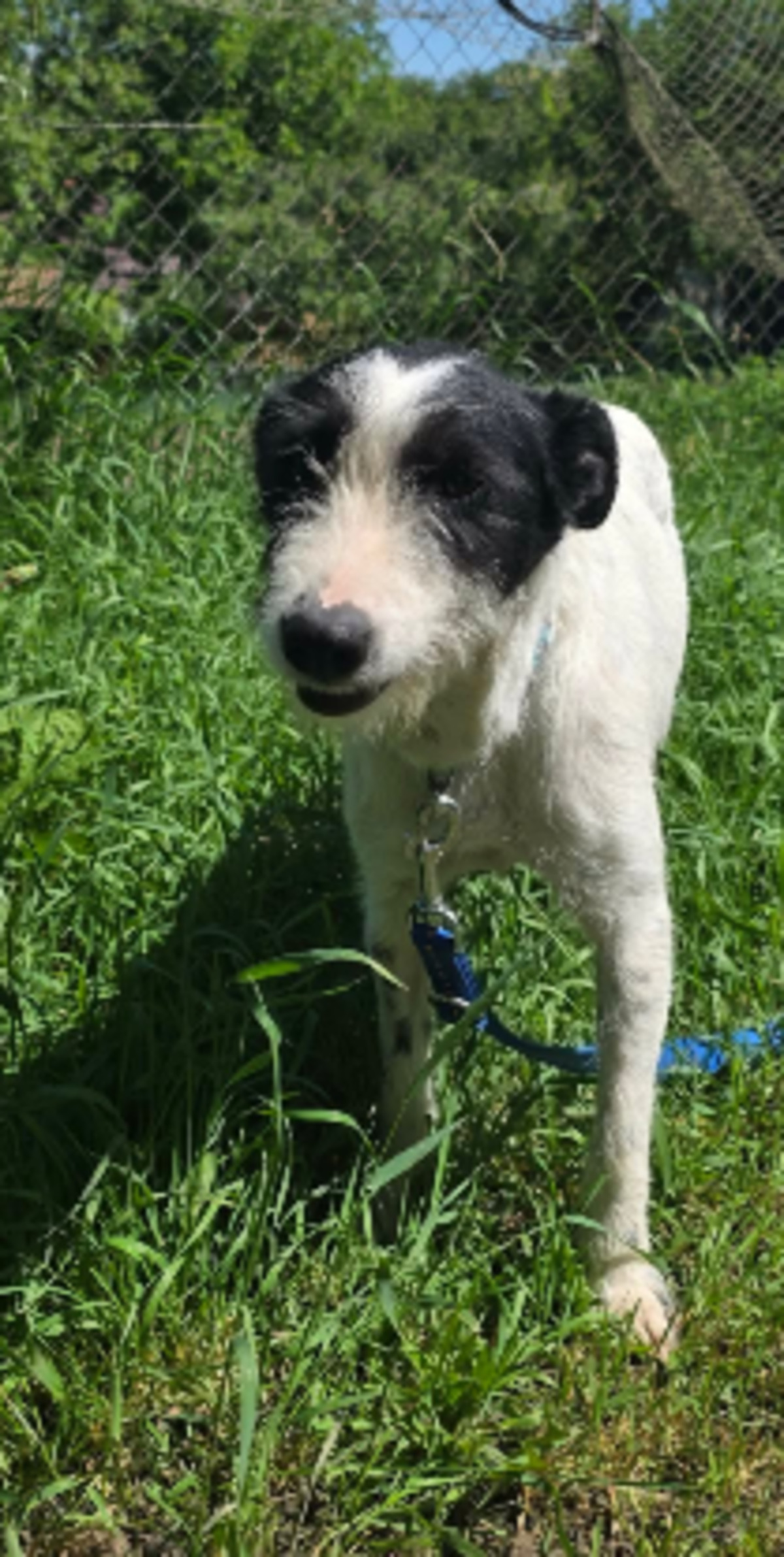 Adoption Désirée