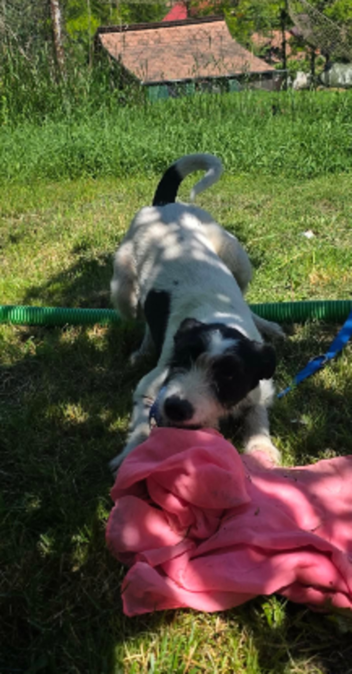 Adoption Désirée