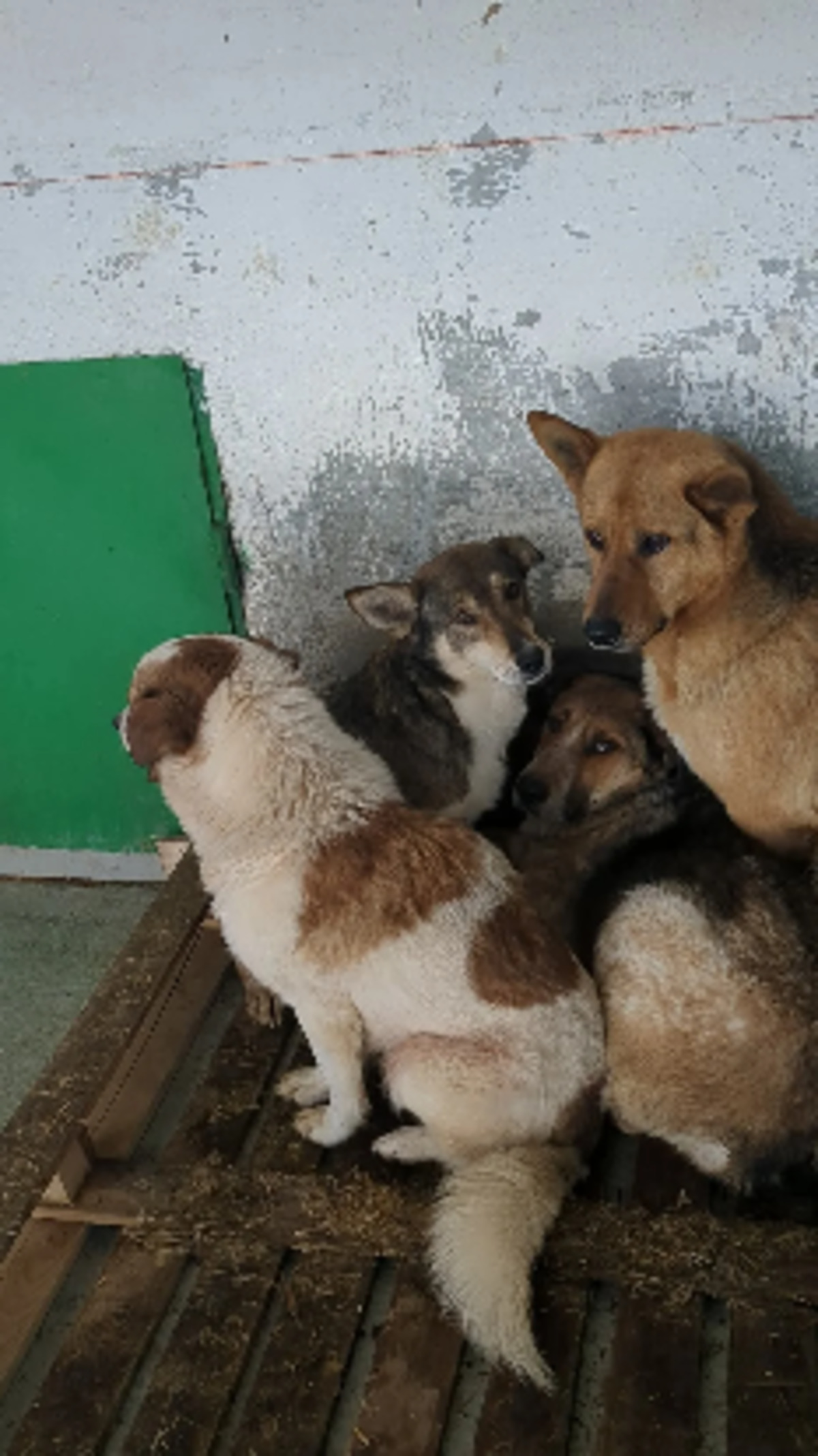 Adoption Destiny