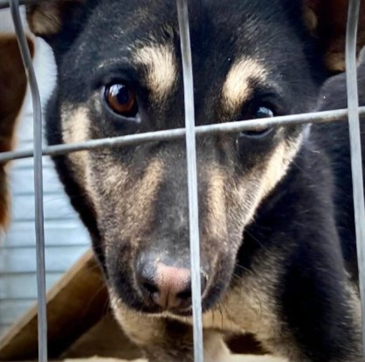 Adoption Diana