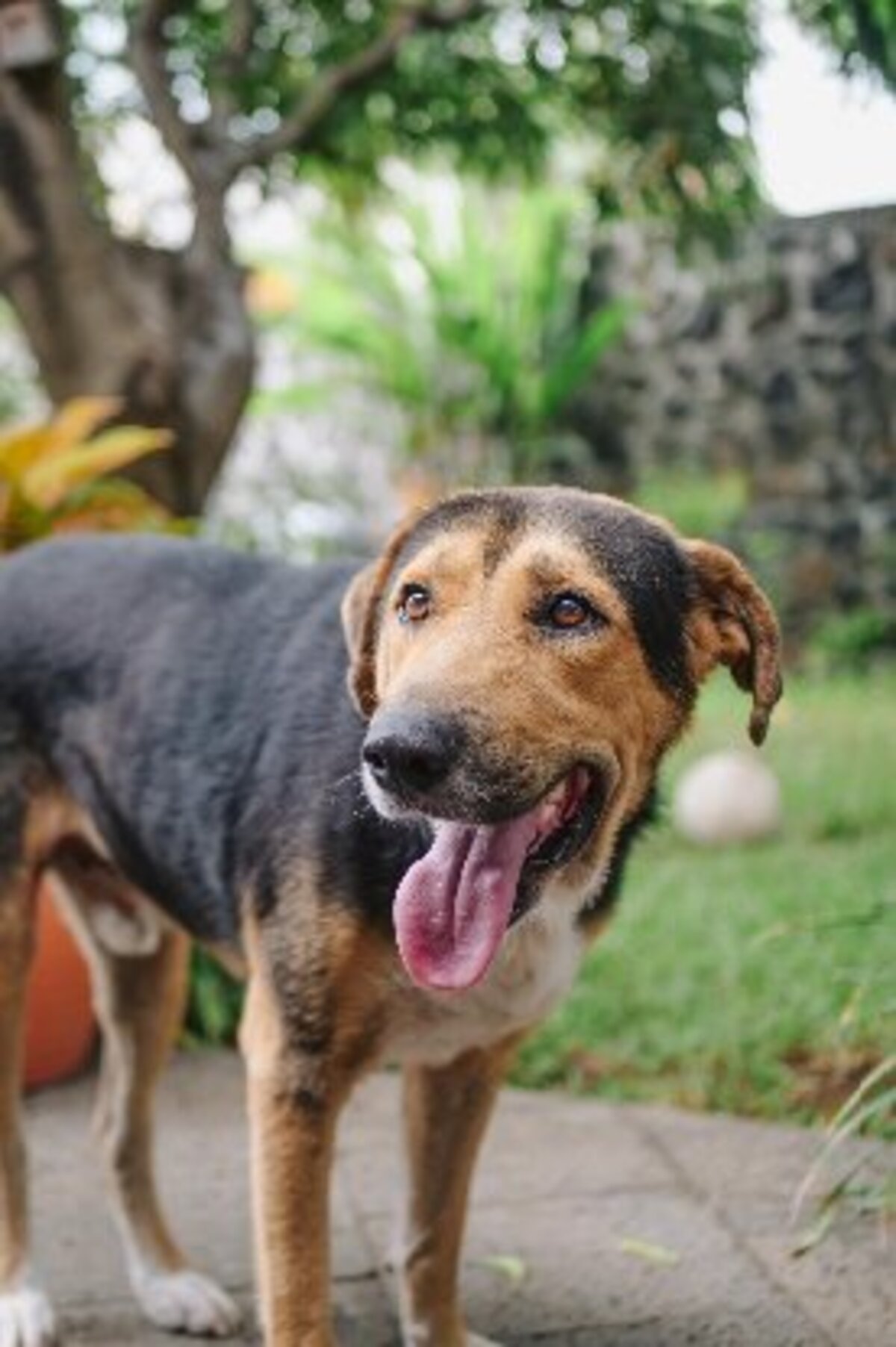 Adoption Diego