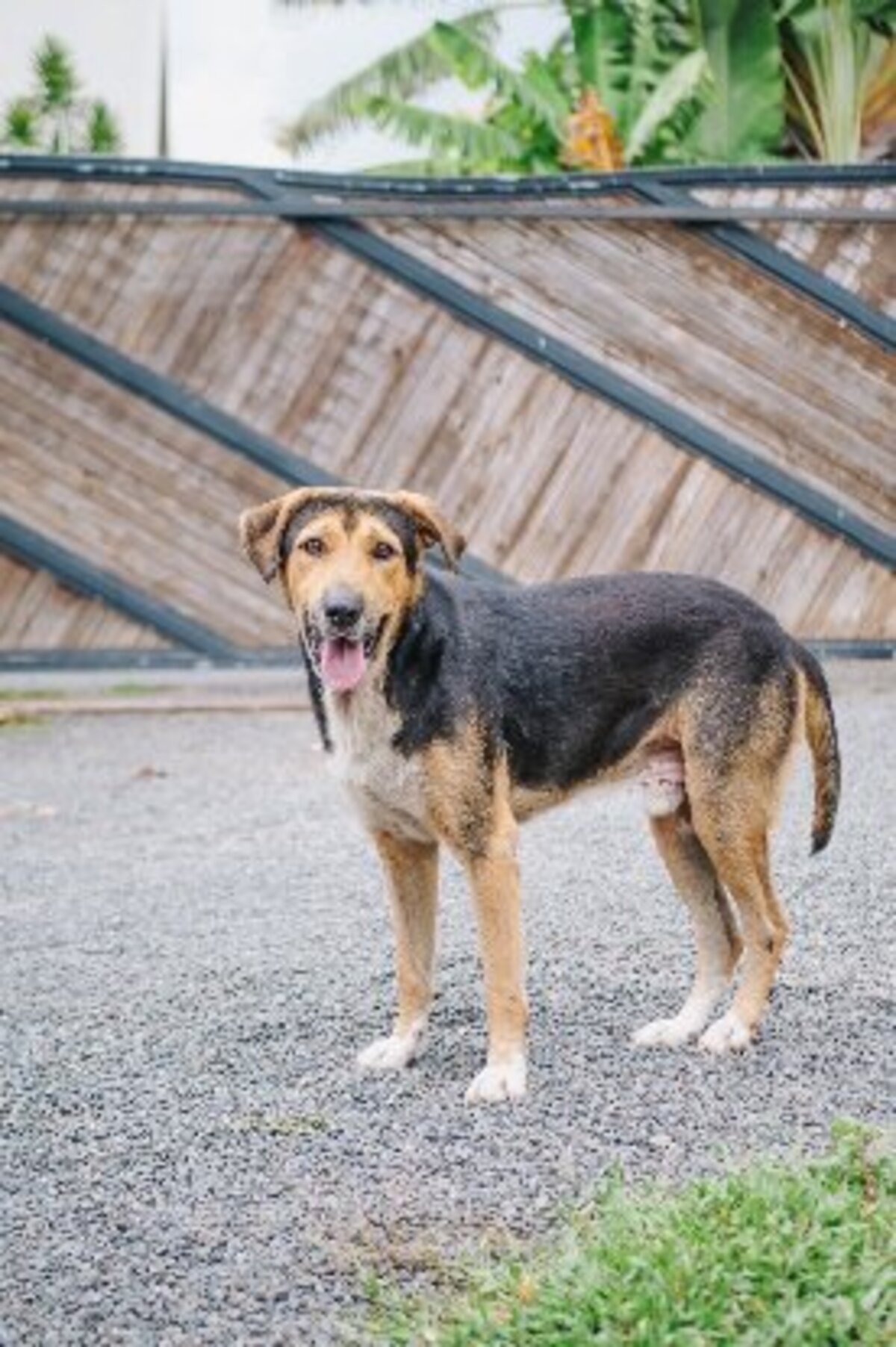 Adoption Diego