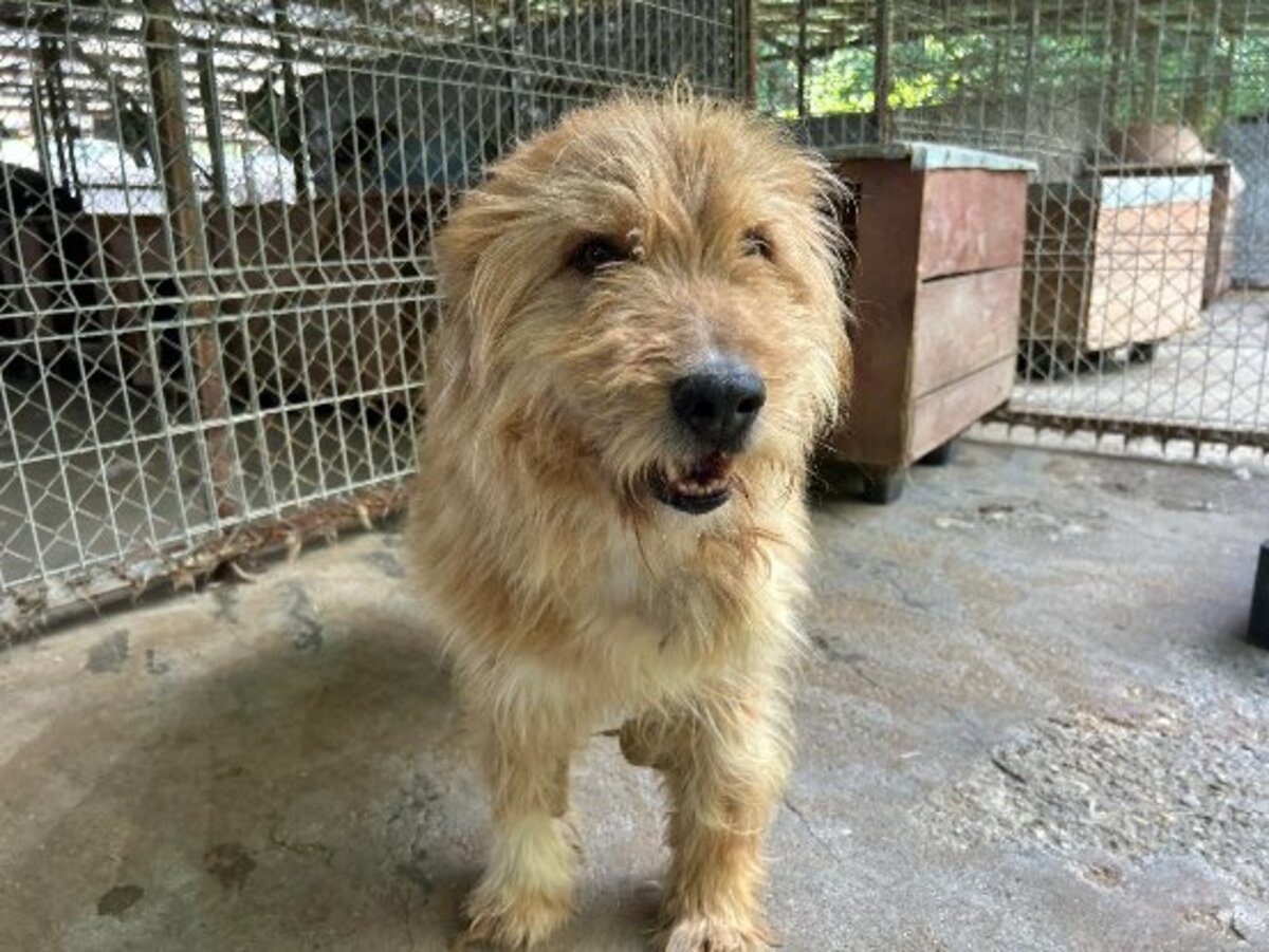 Adoption Dieter