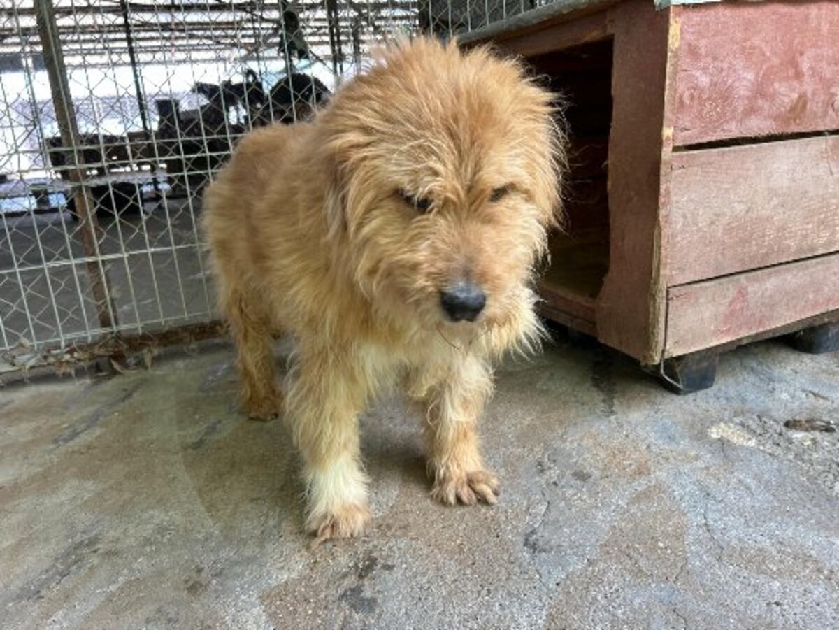 Adoption Dieter