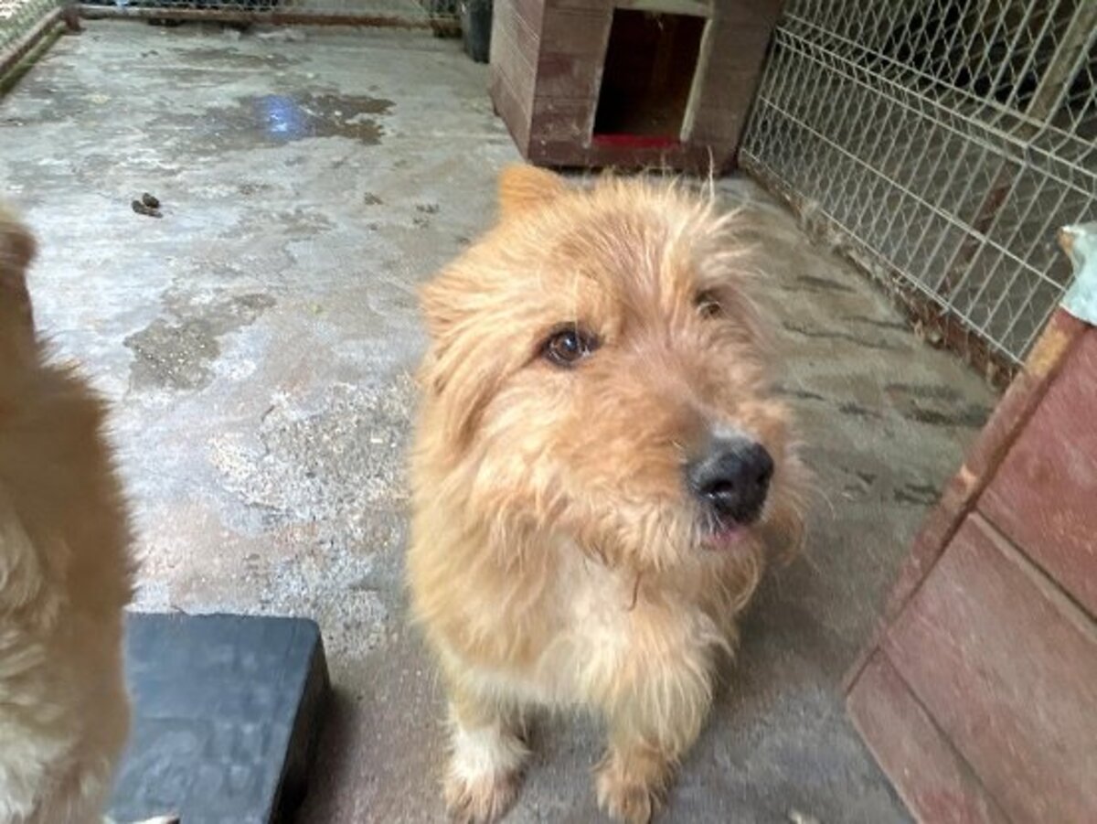 Adoption Dieter