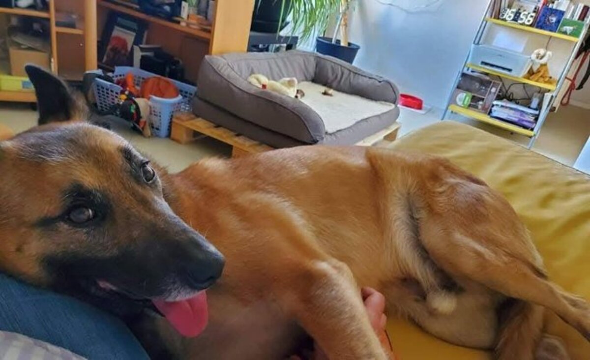 Adoption Digo