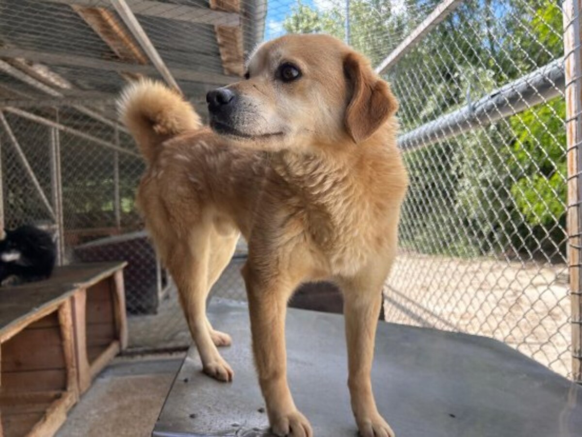 Adoption Dingo