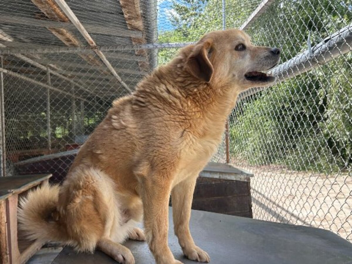 Adoption Dingo
