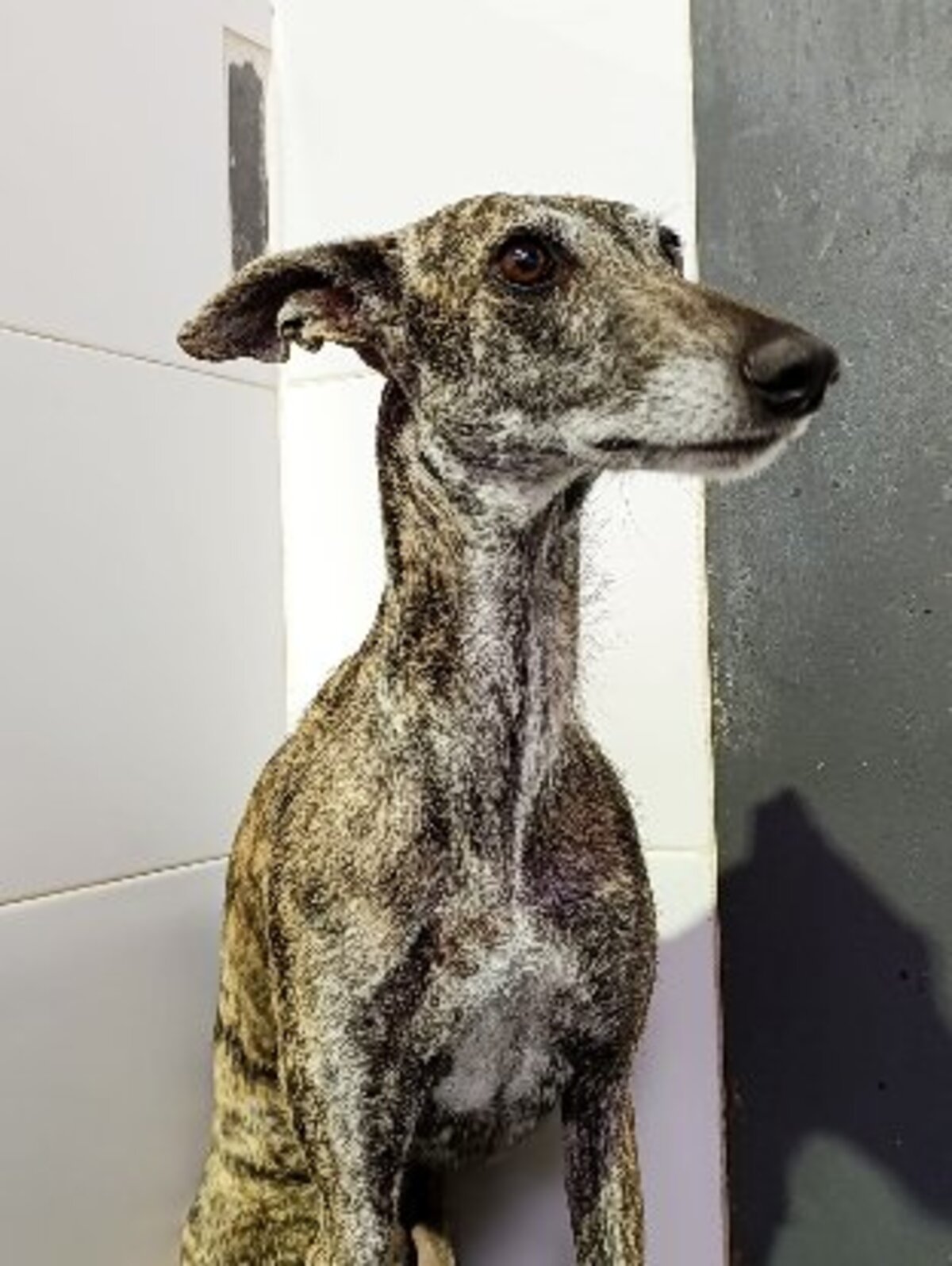 Adoption Diora