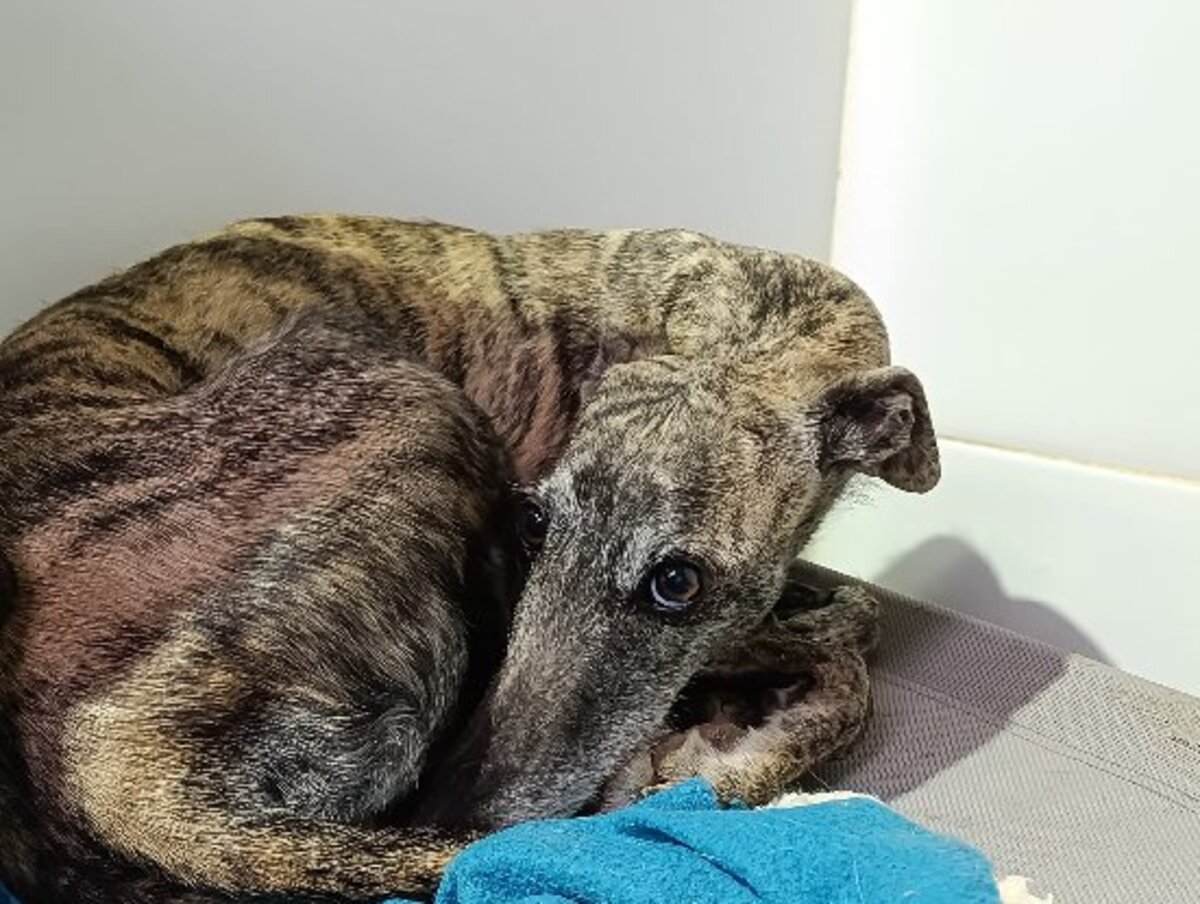 Adoption Diora