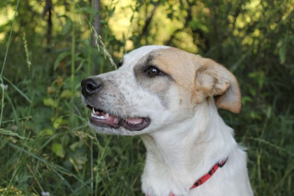 Adoption Diva