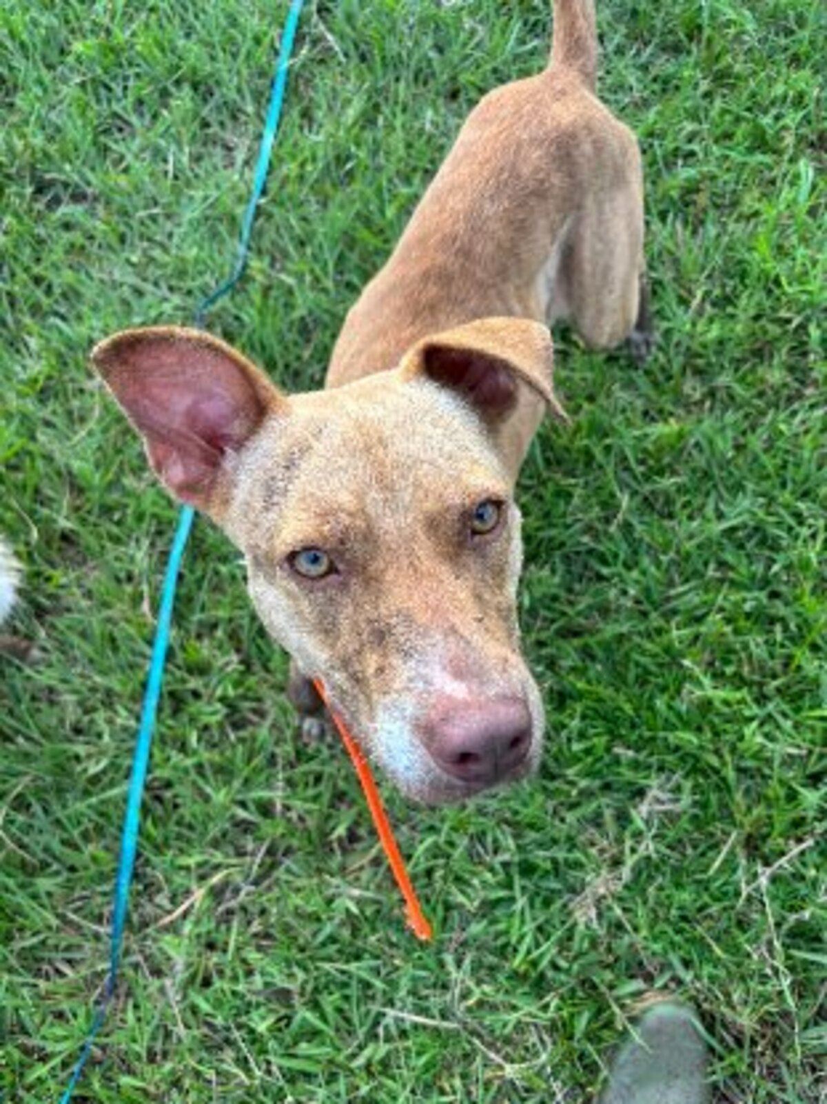 Adoption Dixie