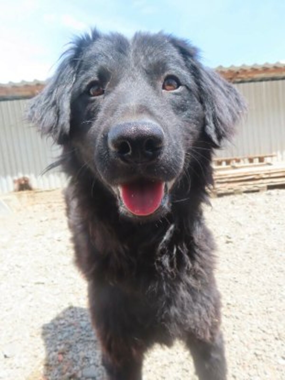 Adoption Djinn