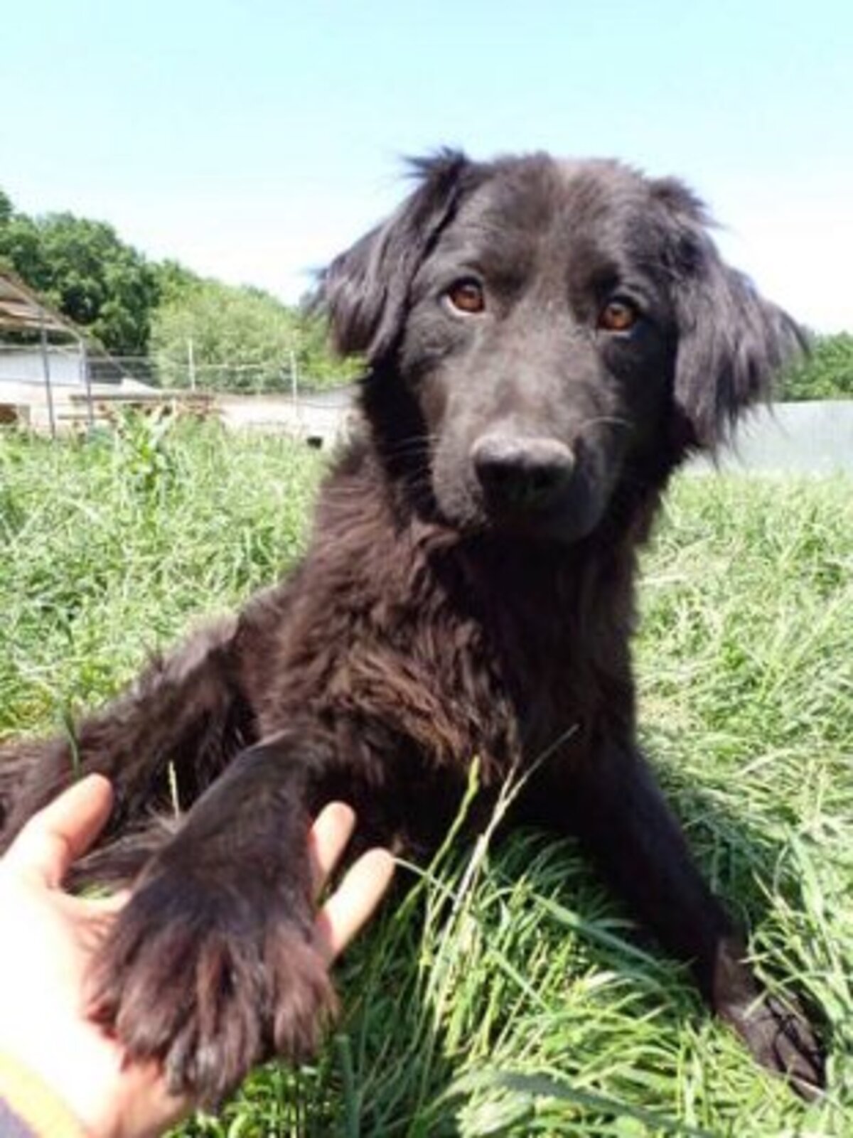 Adoption Djinn