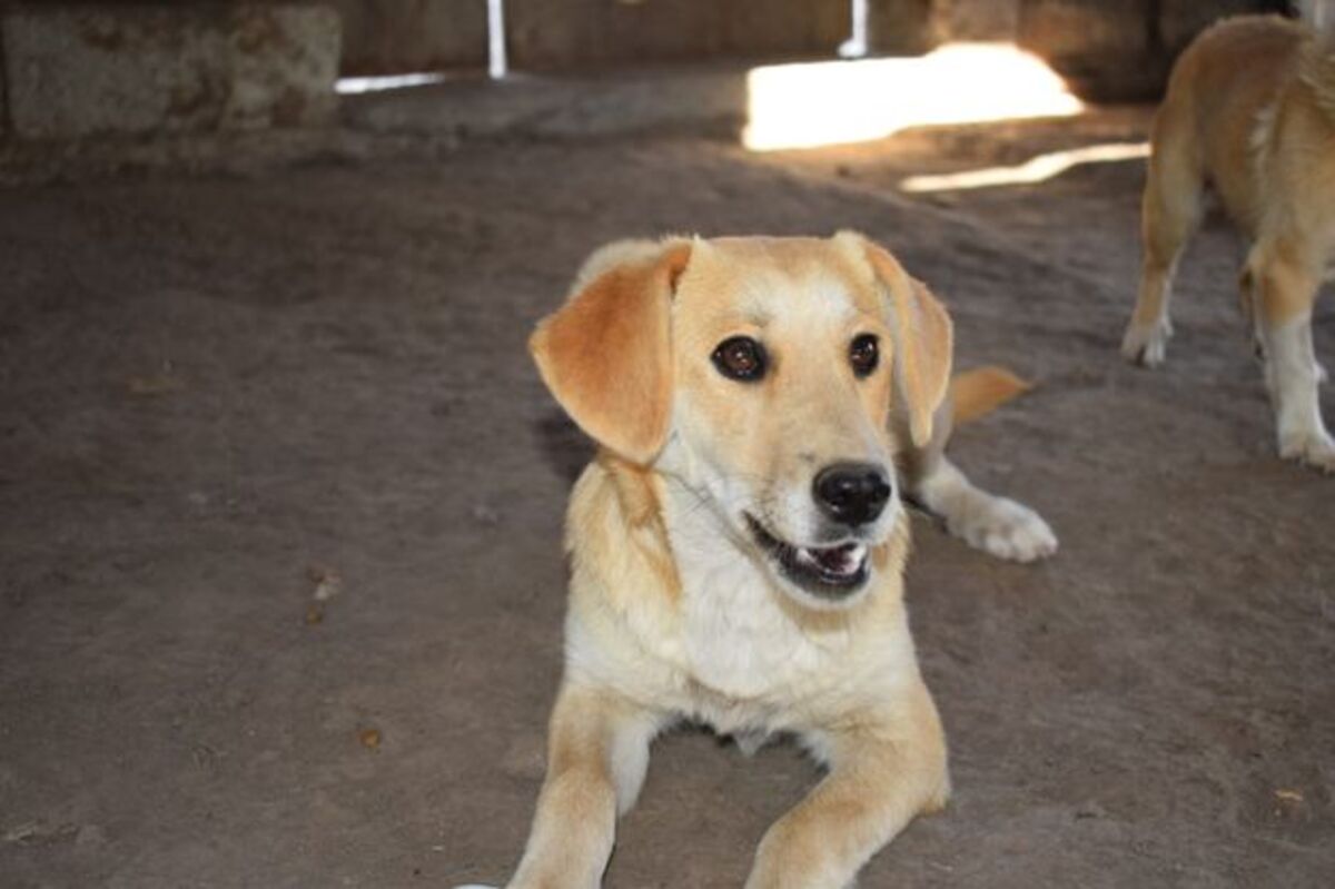 Adoption Dofi