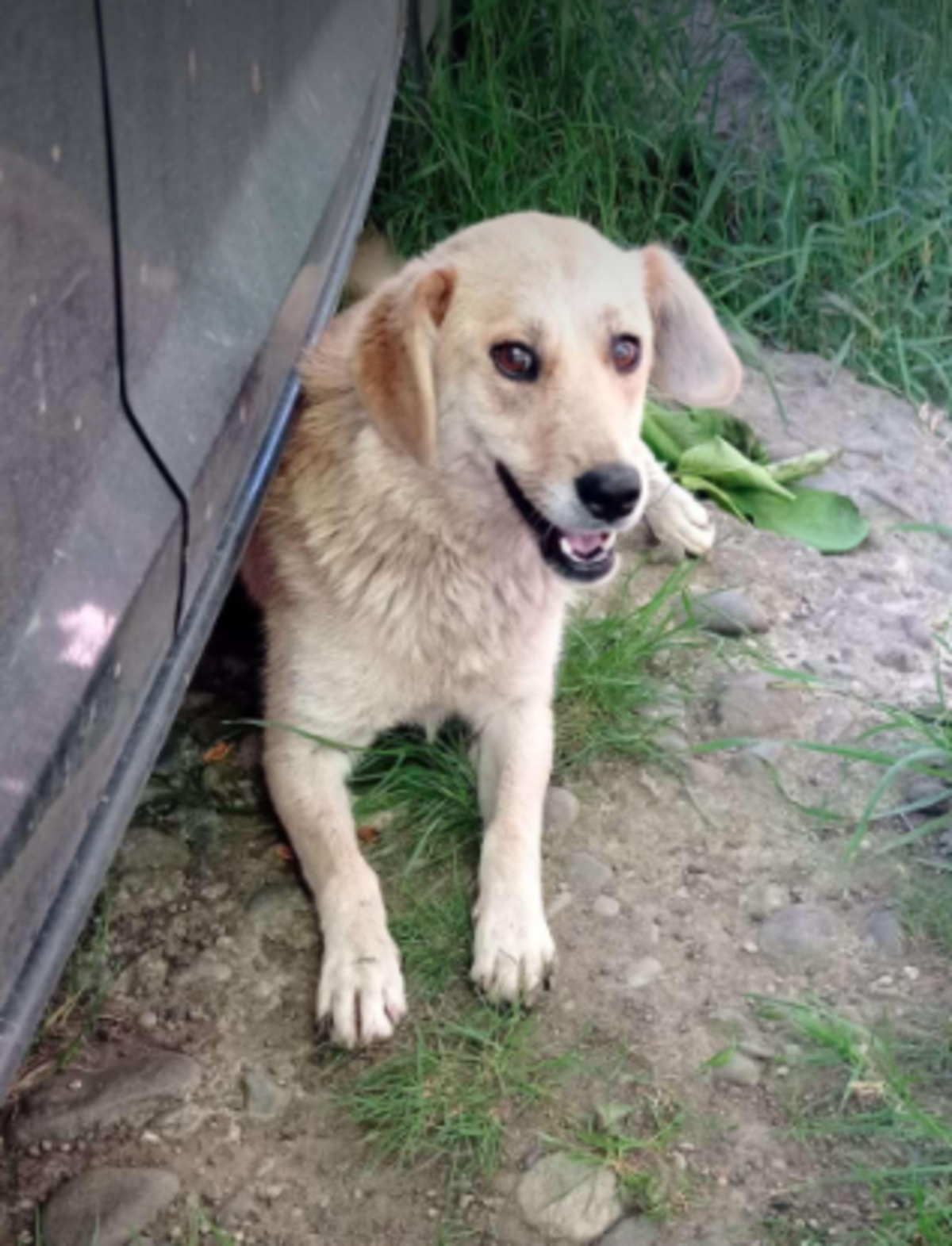 Adoption Dofi