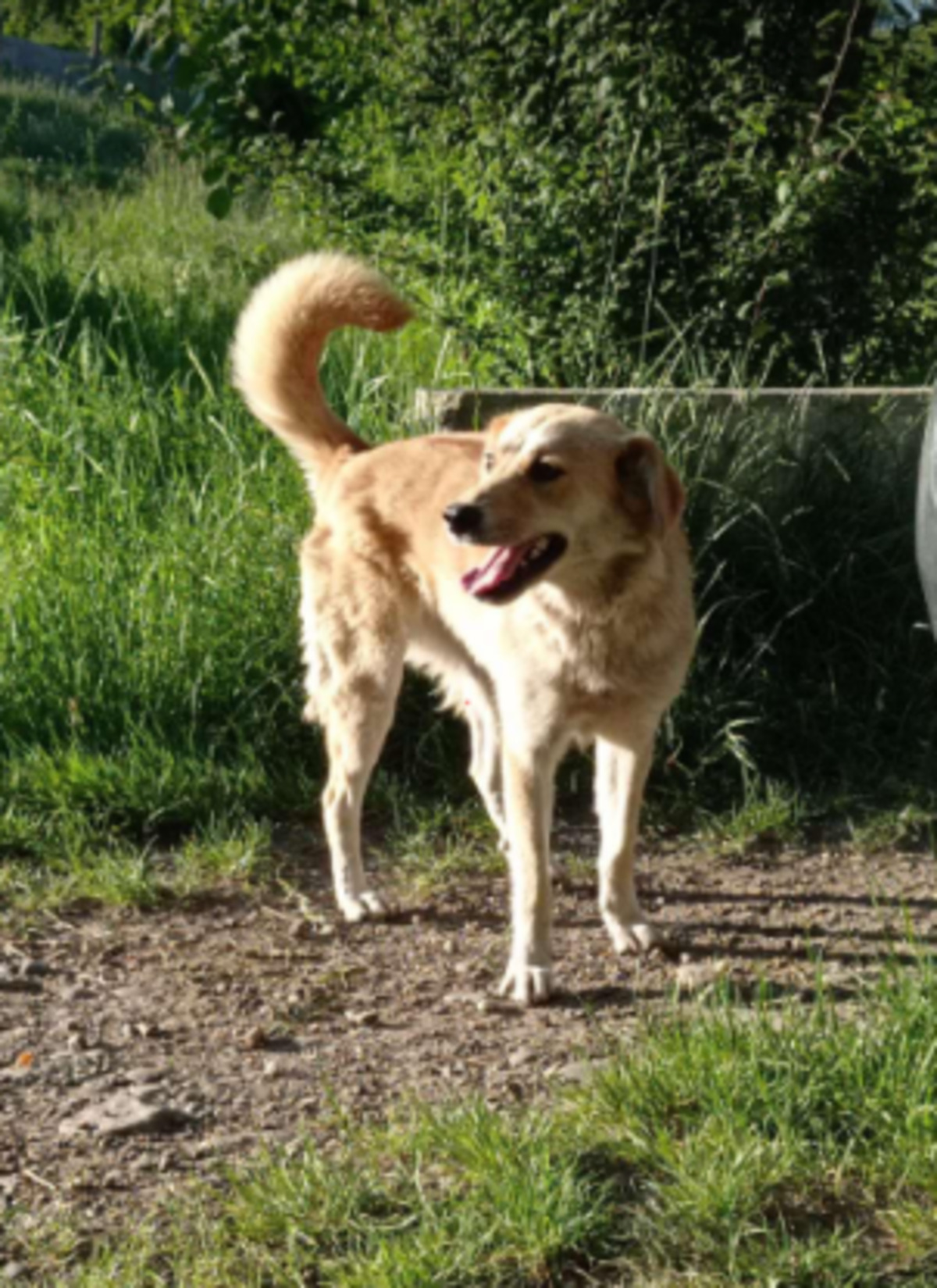 Adoption Dofi