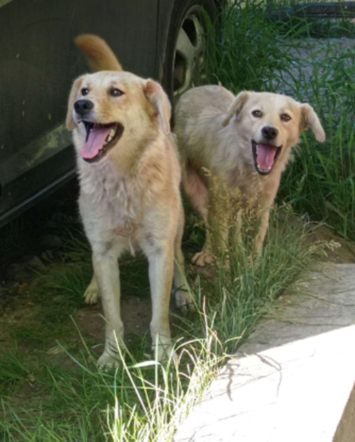 Adoption Dofi