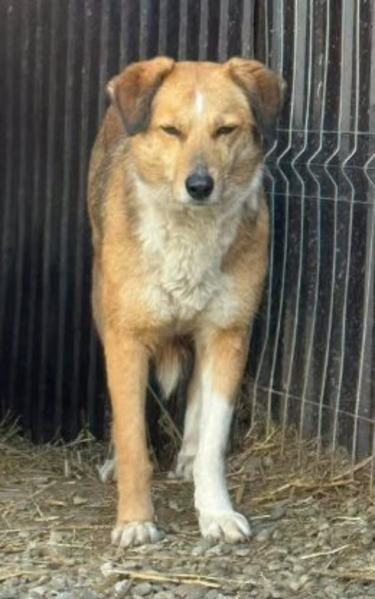 Adoption Dolce