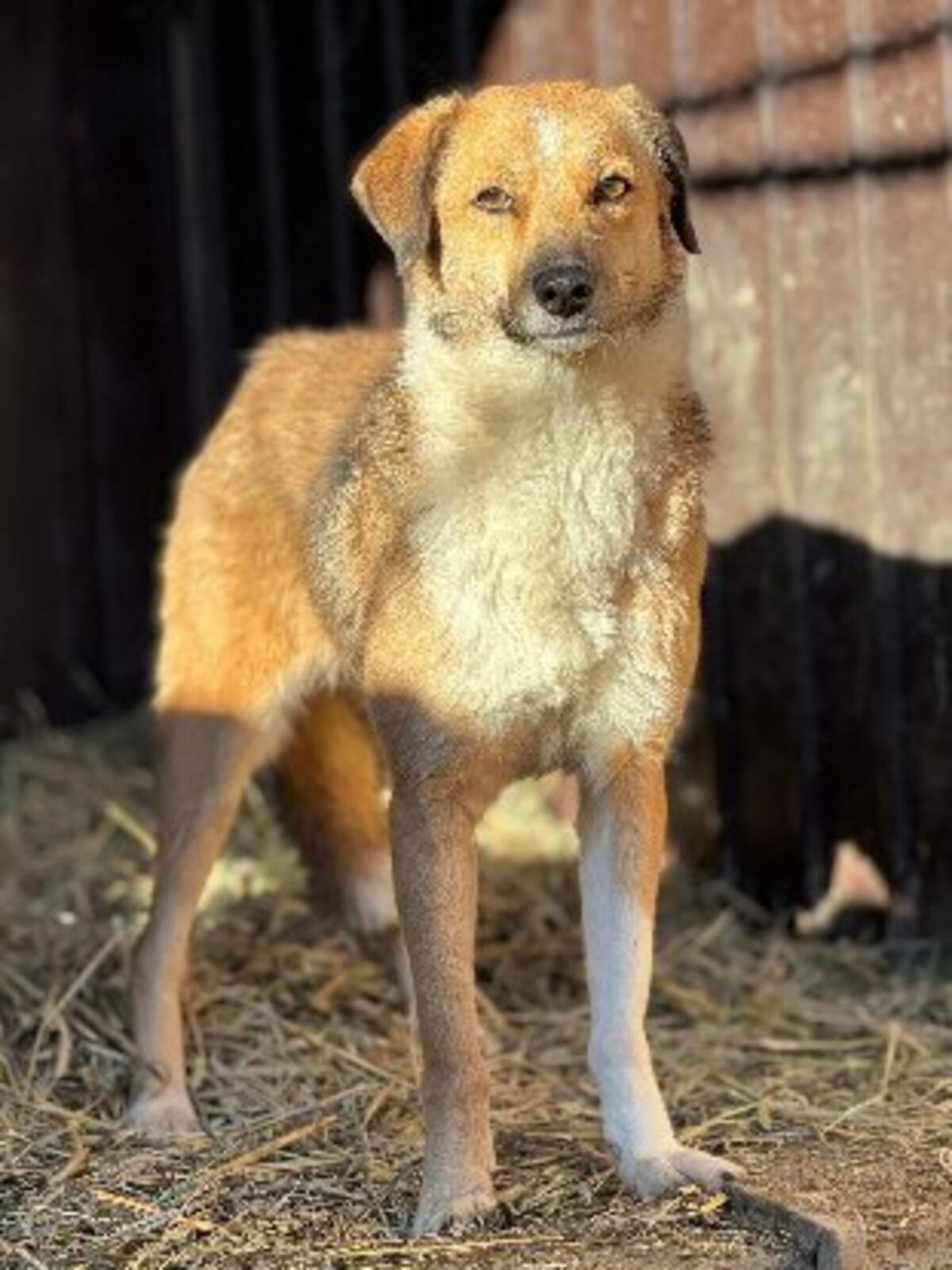 Adoption Dolce