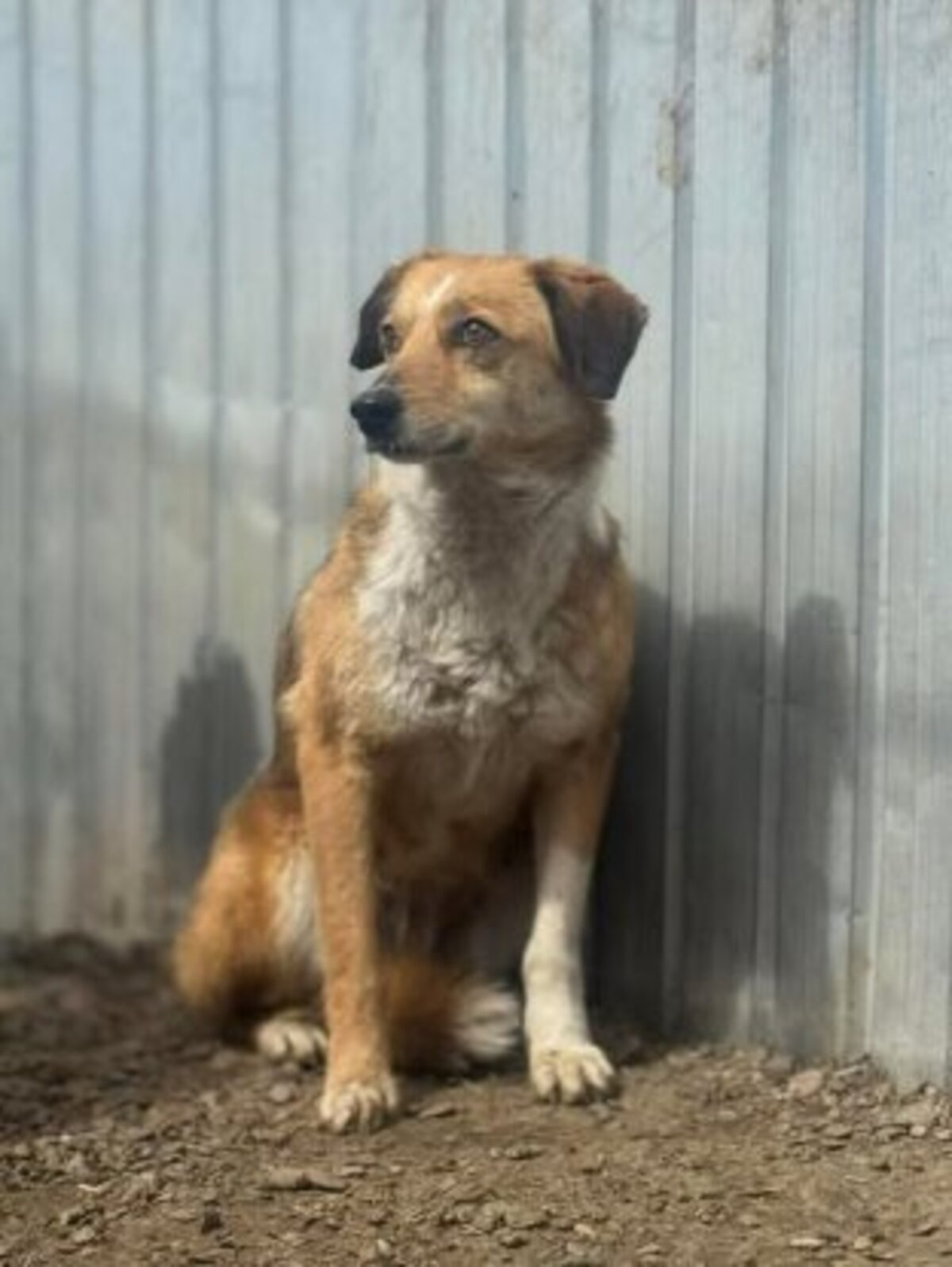 Adoption Dolce