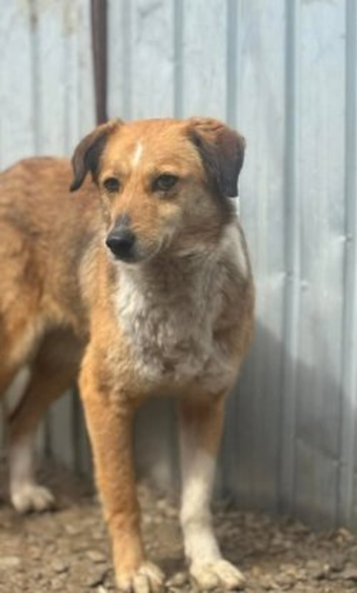 Adoption Dolce