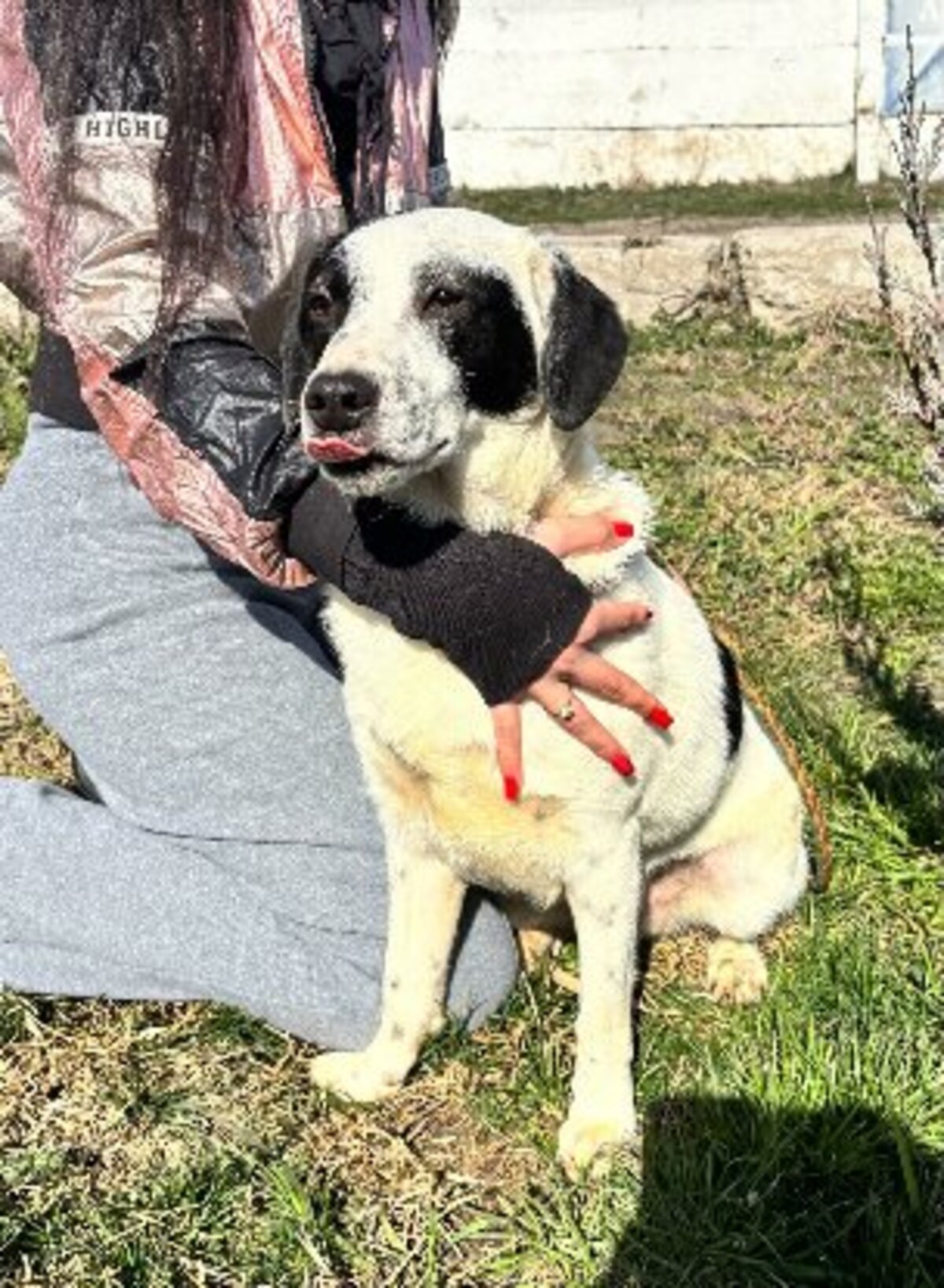 Adoption Domino