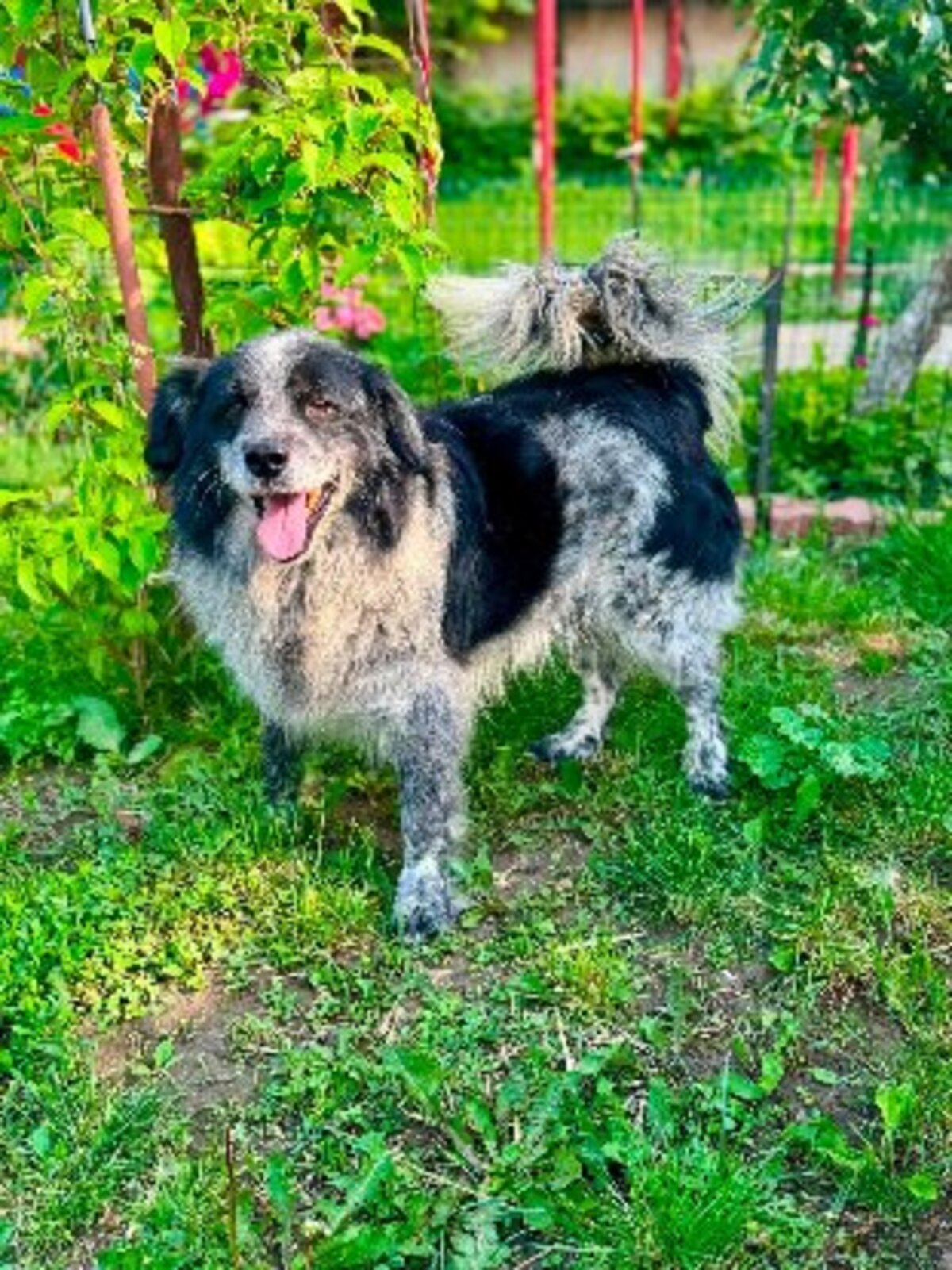 Adoption Domino