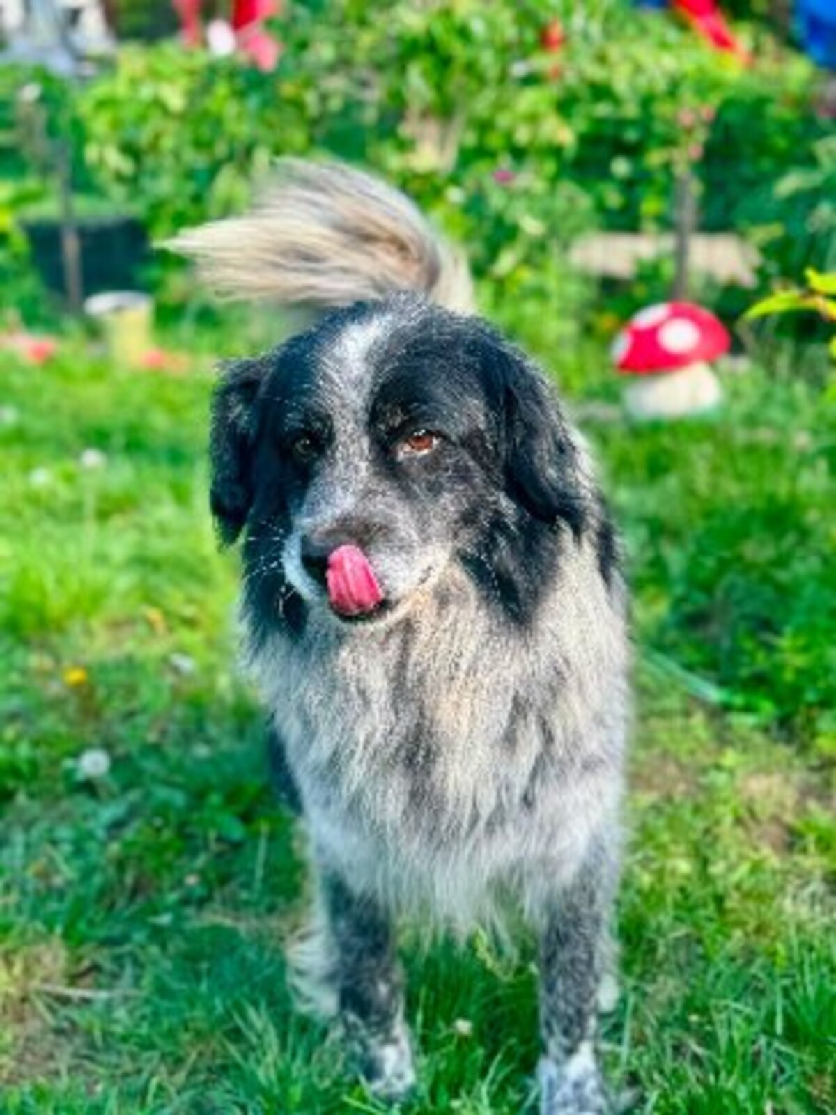 Adoption Domino