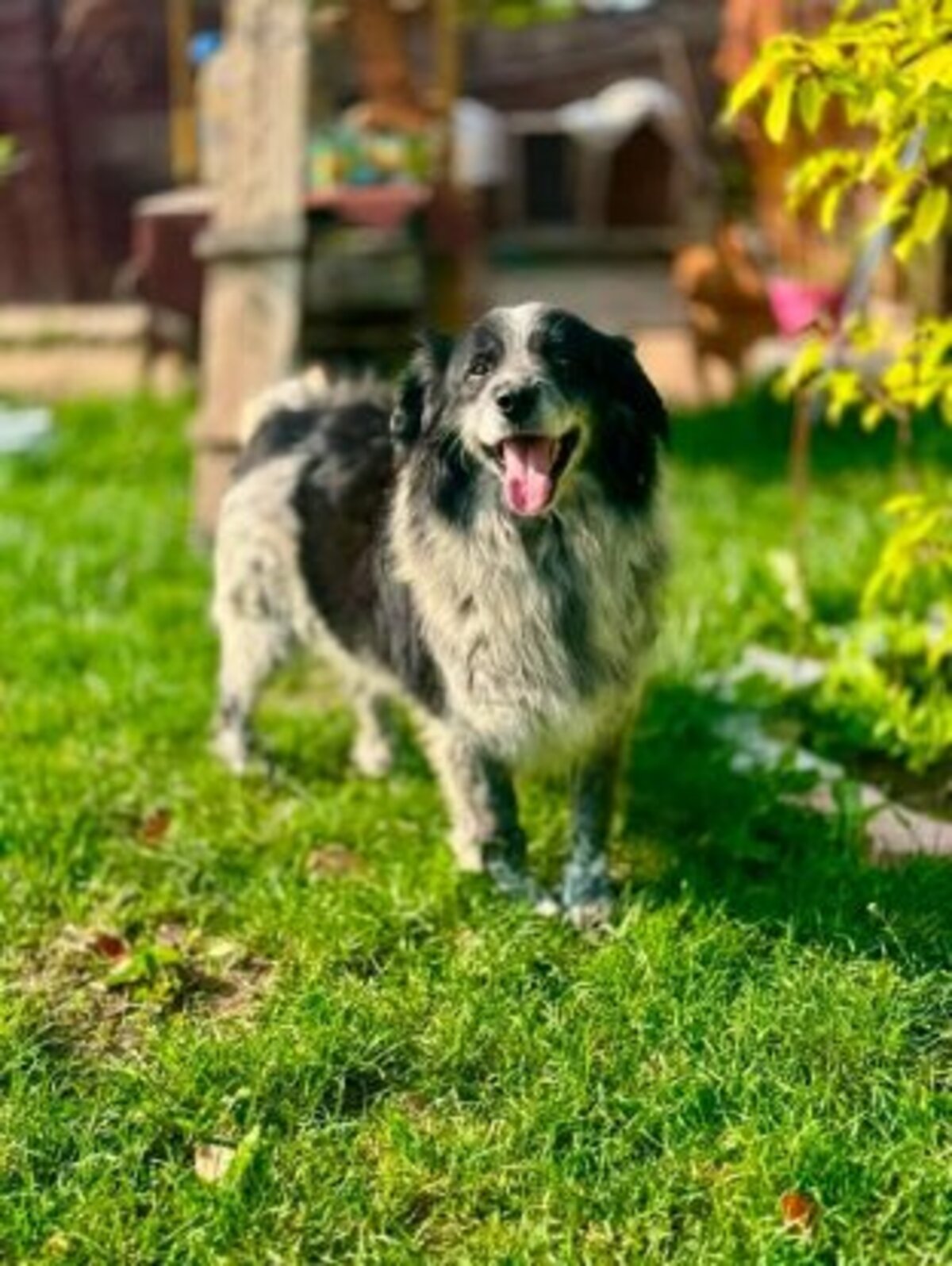 Adoption Domino