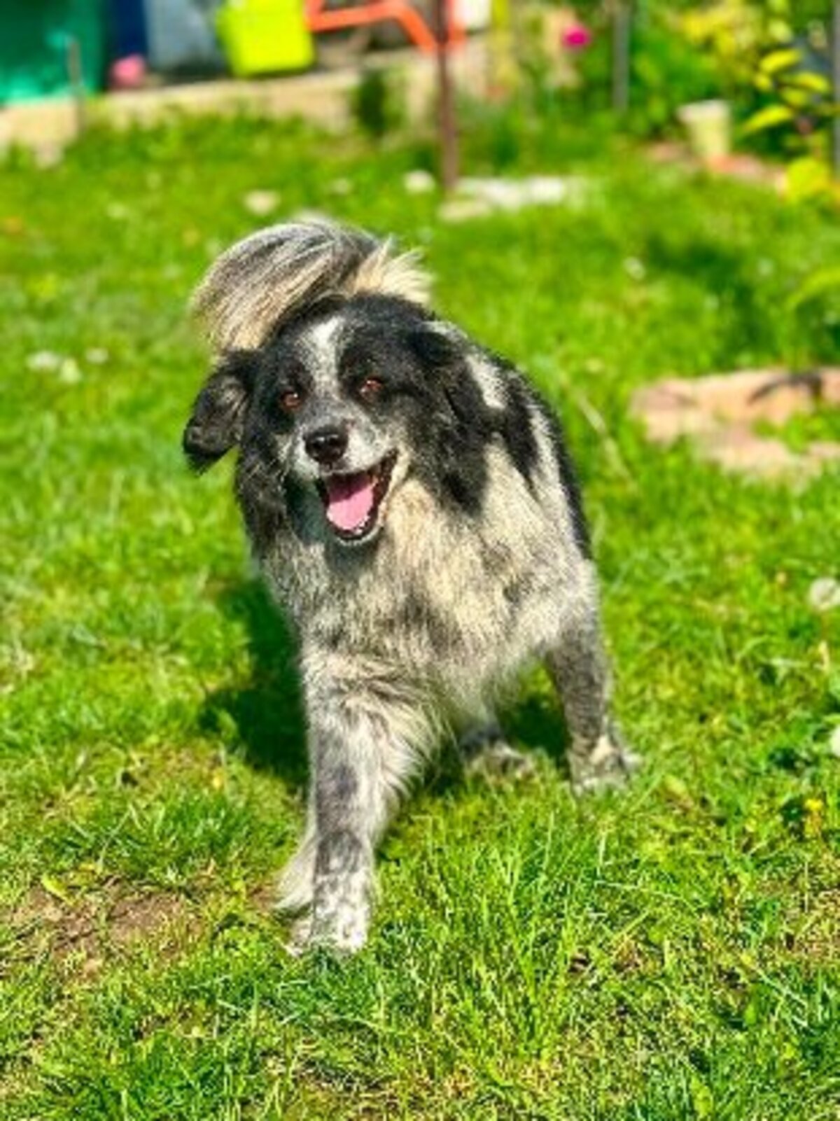 Adoption Domino