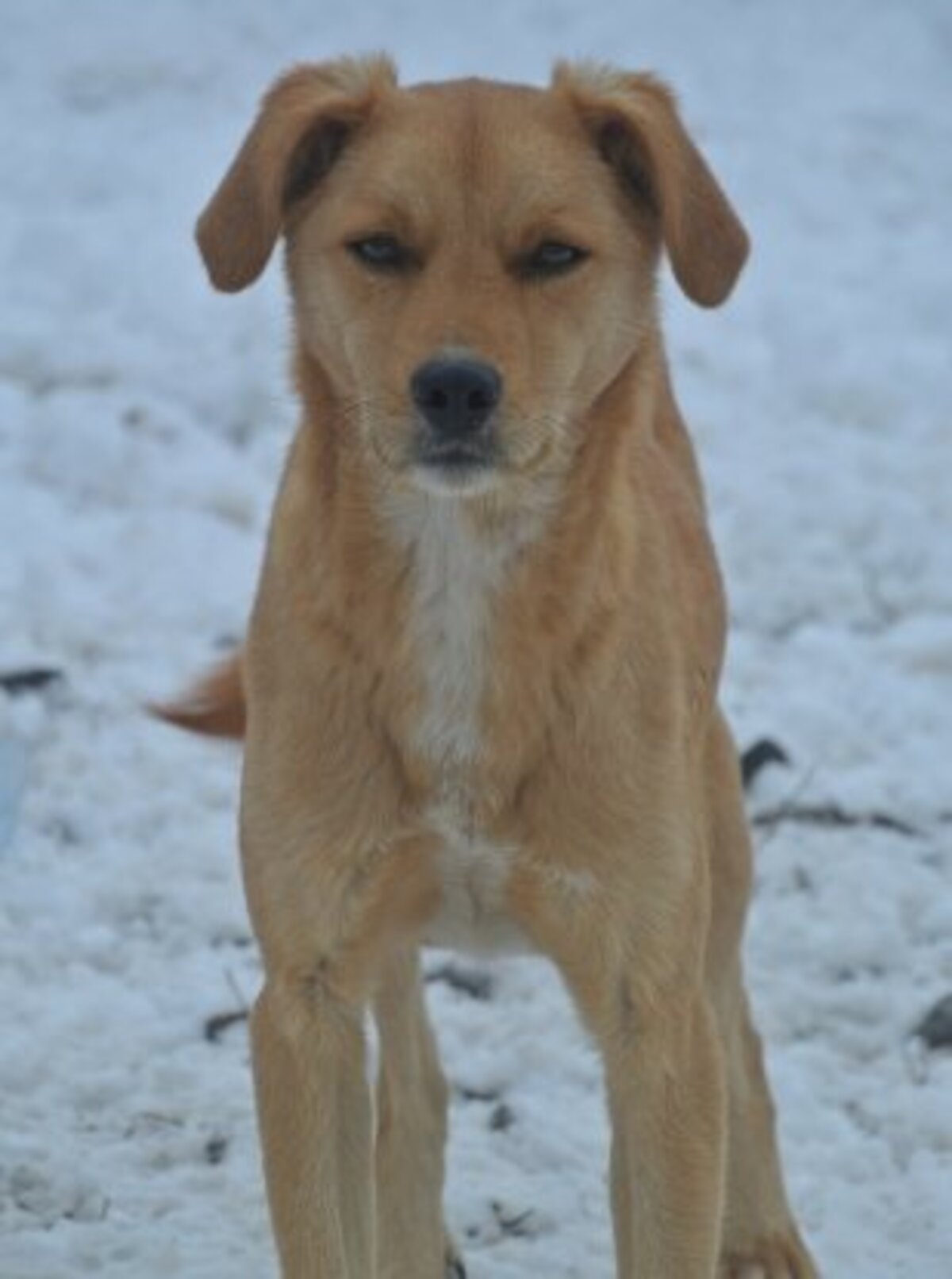 Adoption Donno
