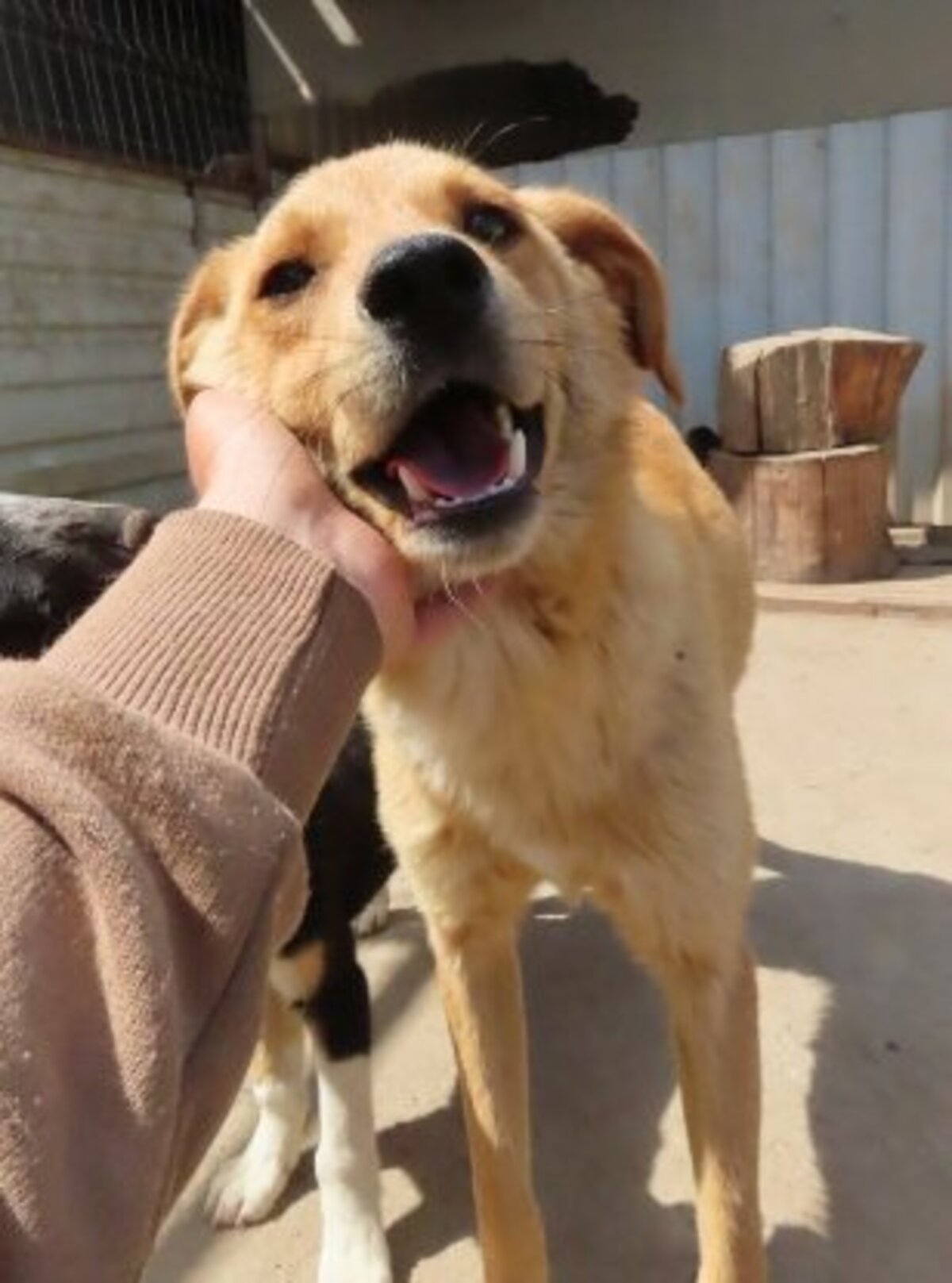 Adoption Donno