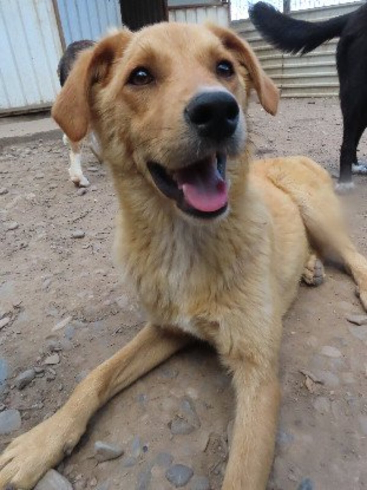 Adoption Donno