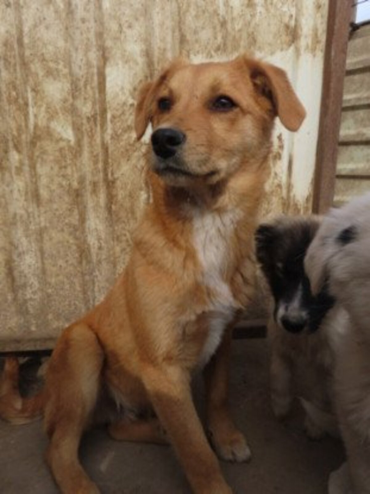 Adoption Donno