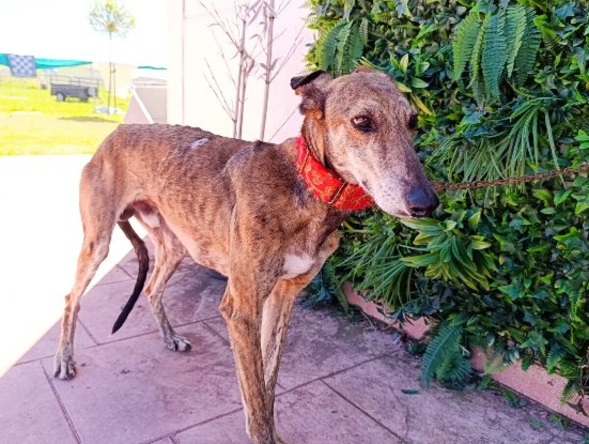 Adoption Donny