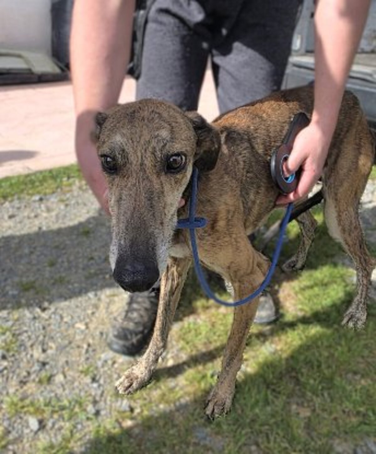 Adoption Donny