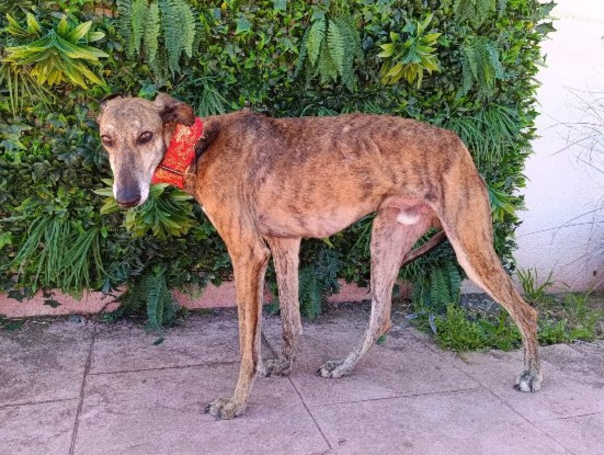 Adoption Donny