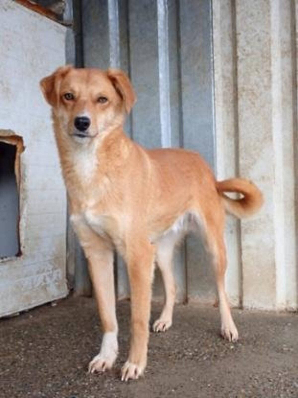 Adoption Donovan