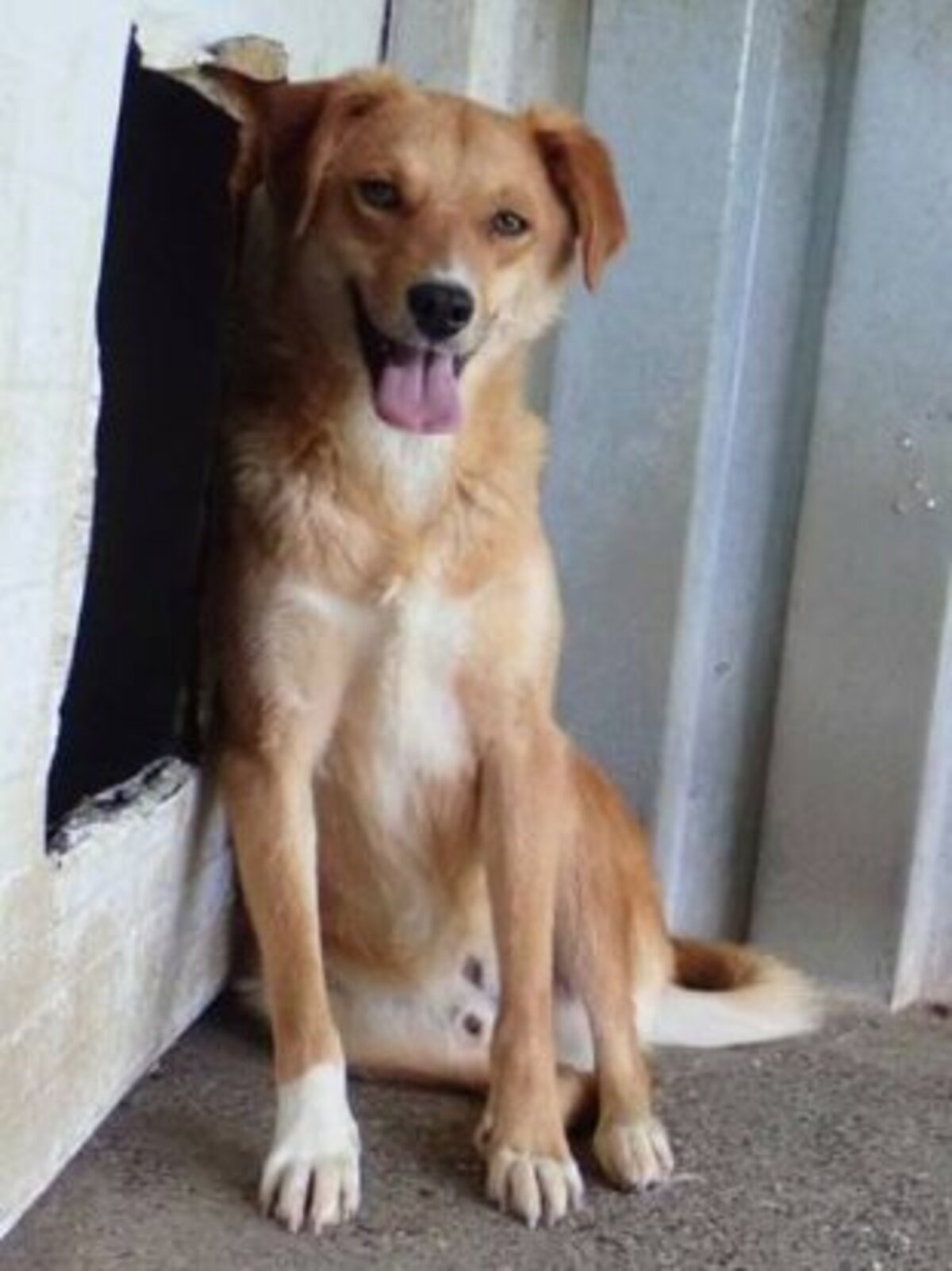 Adoption Donovan