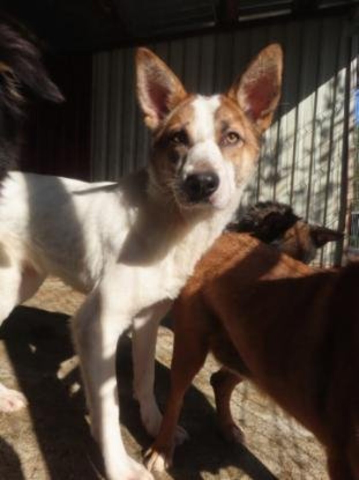 Adoption Doreen