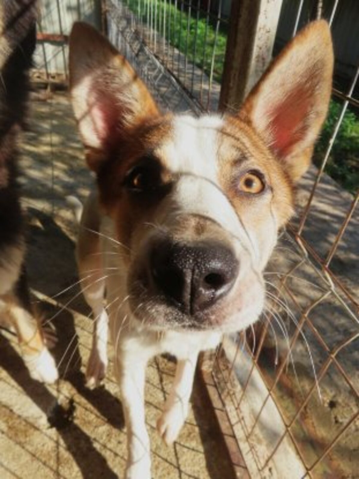 Adoption Doreen