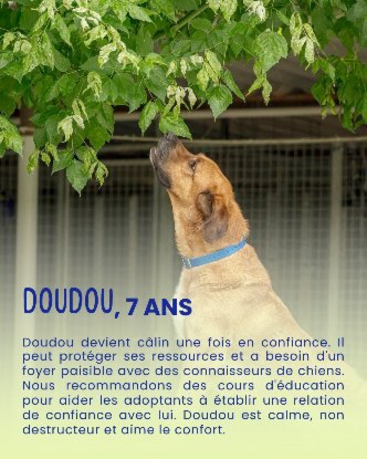 Adoption Doudou