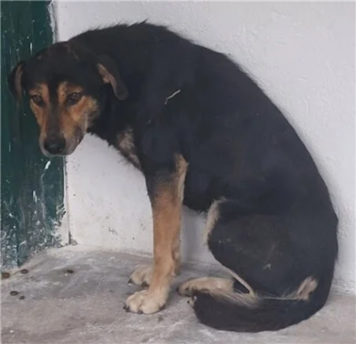 Adoption Doudou