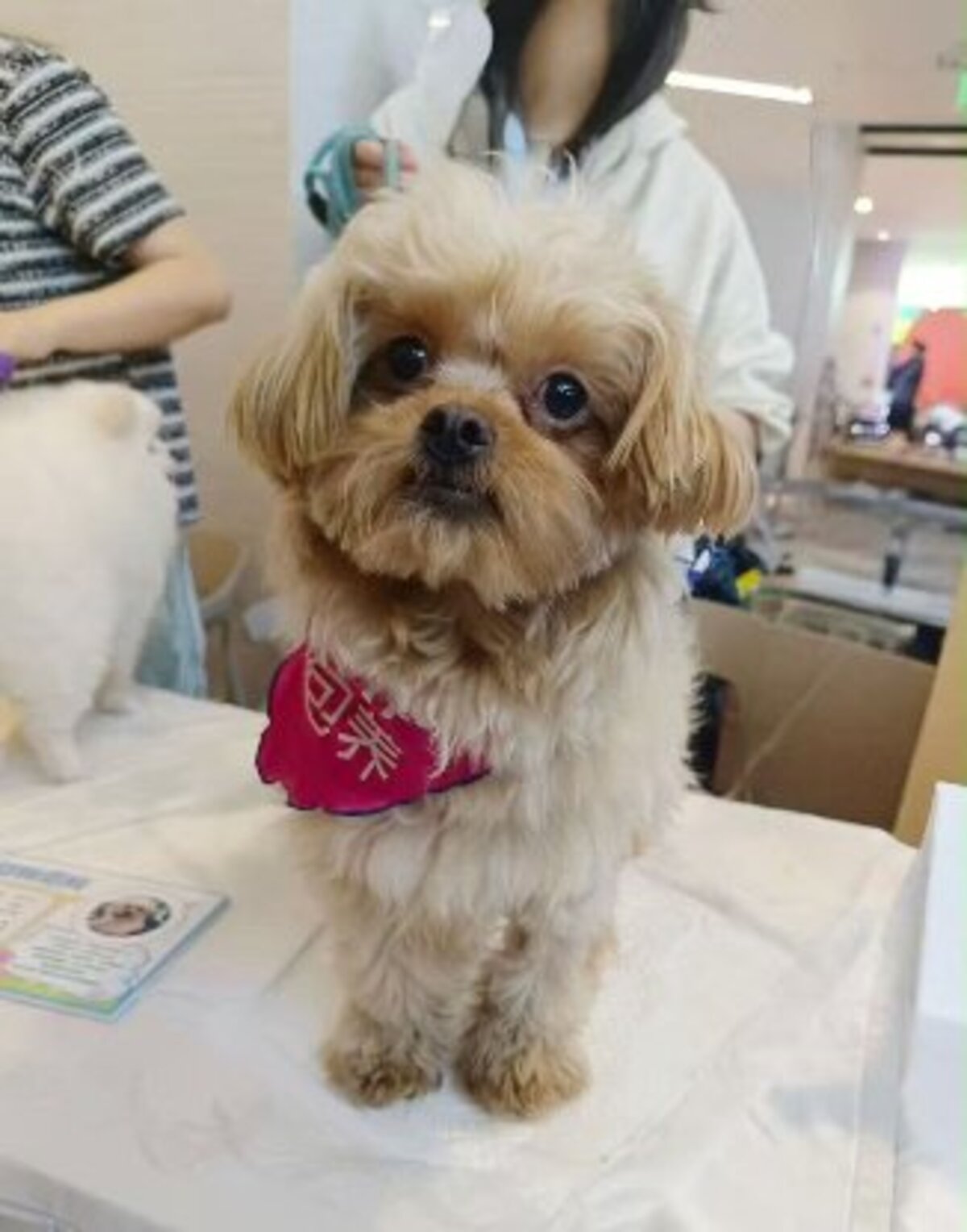 Adoption Doudou de Chine!