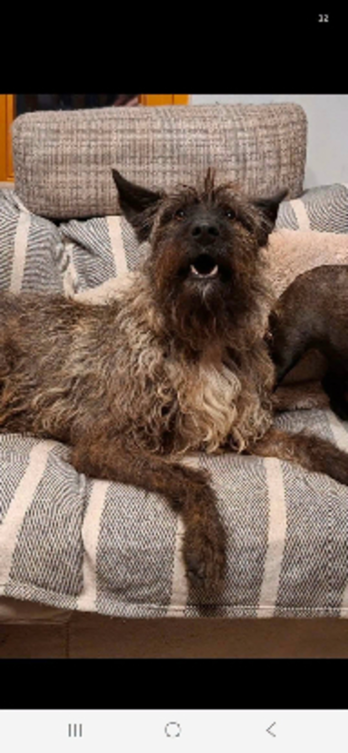 Adoption Dragosta