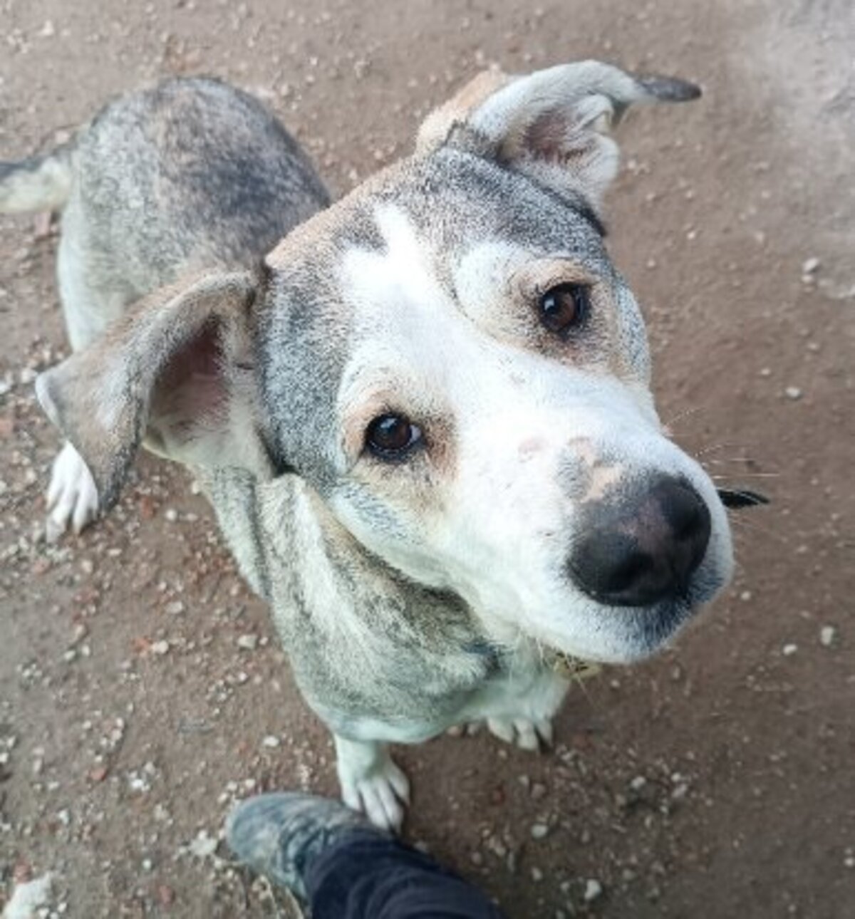 Adoption Dua