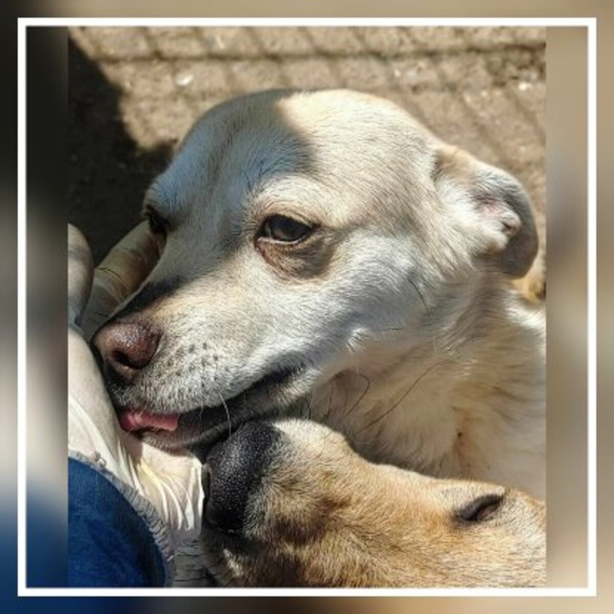 Adoption Duke