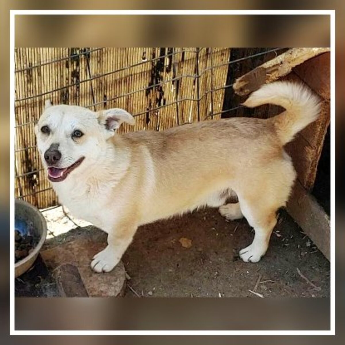 Adoption Duke
