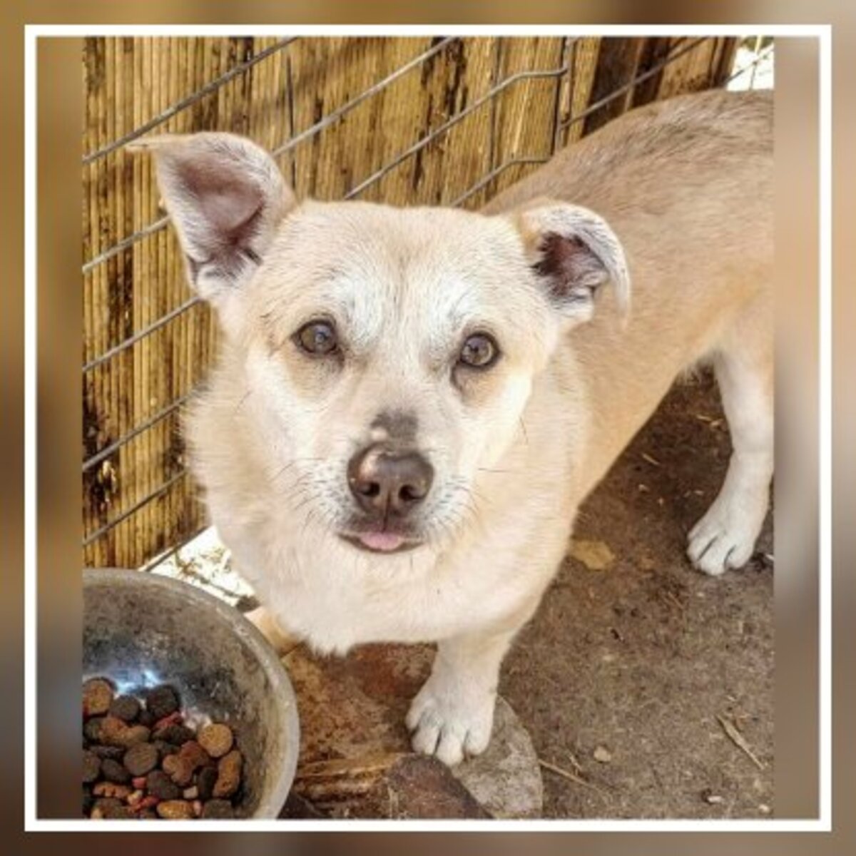 Adoption Duke